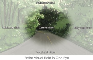 visual field of the eye